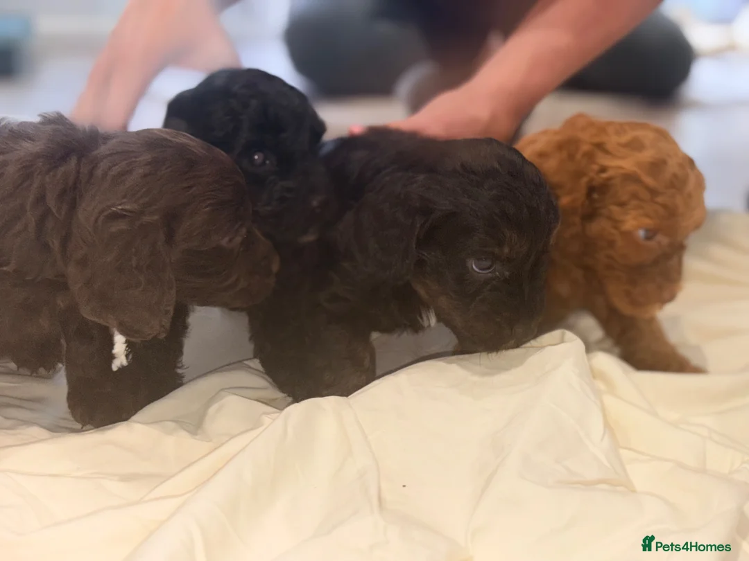 Cockapoo dogs for sale: 7 Beautiful F1 Cockapoo Puppies  - Advert 1