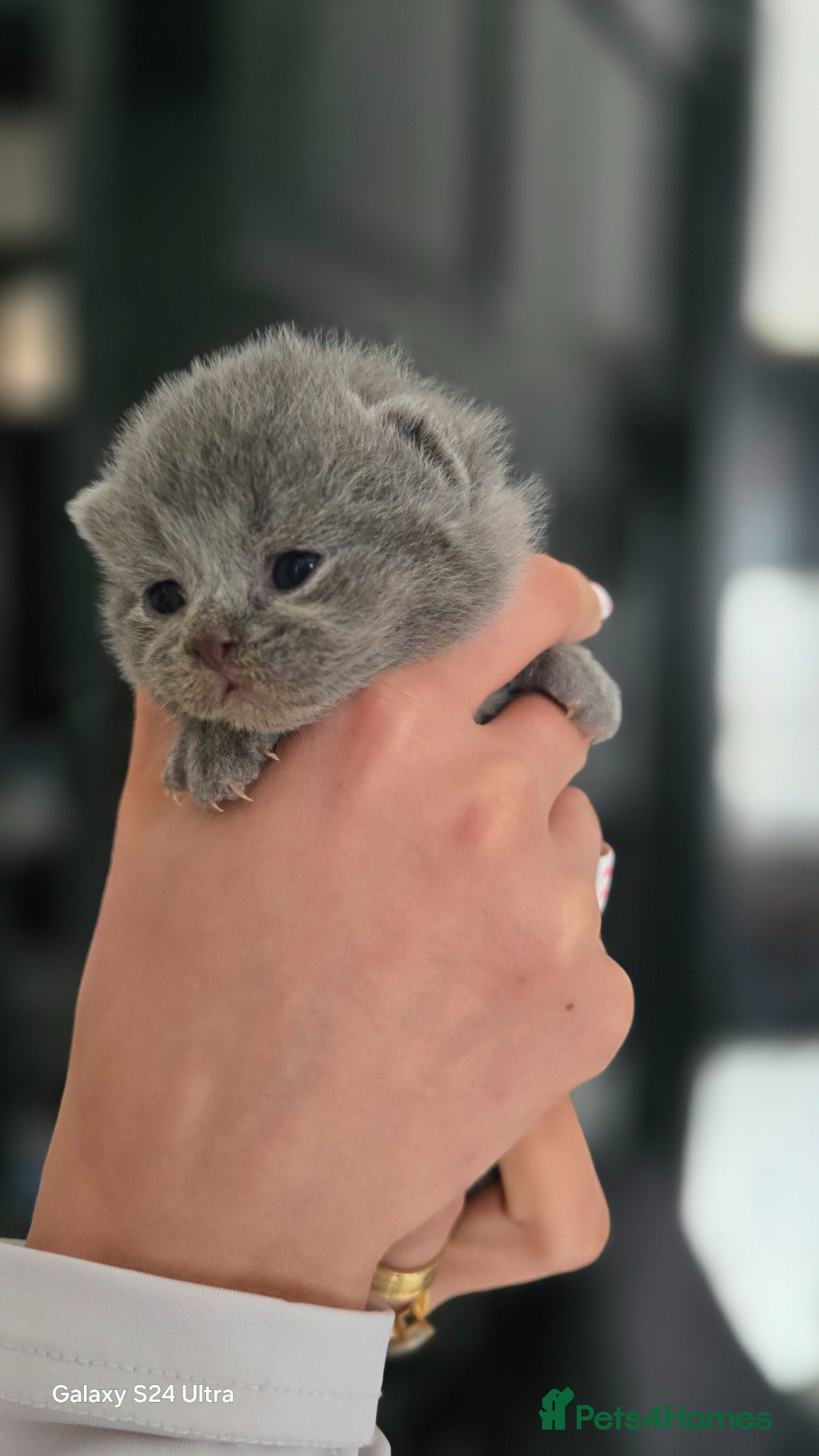 British Shorthair cats ​GCCF Registered(Active) British shorthair kittens - Advert 14