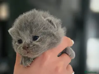 British Shorthair cats GCCF Registered(Active) British shorthair kittens - Advert 14