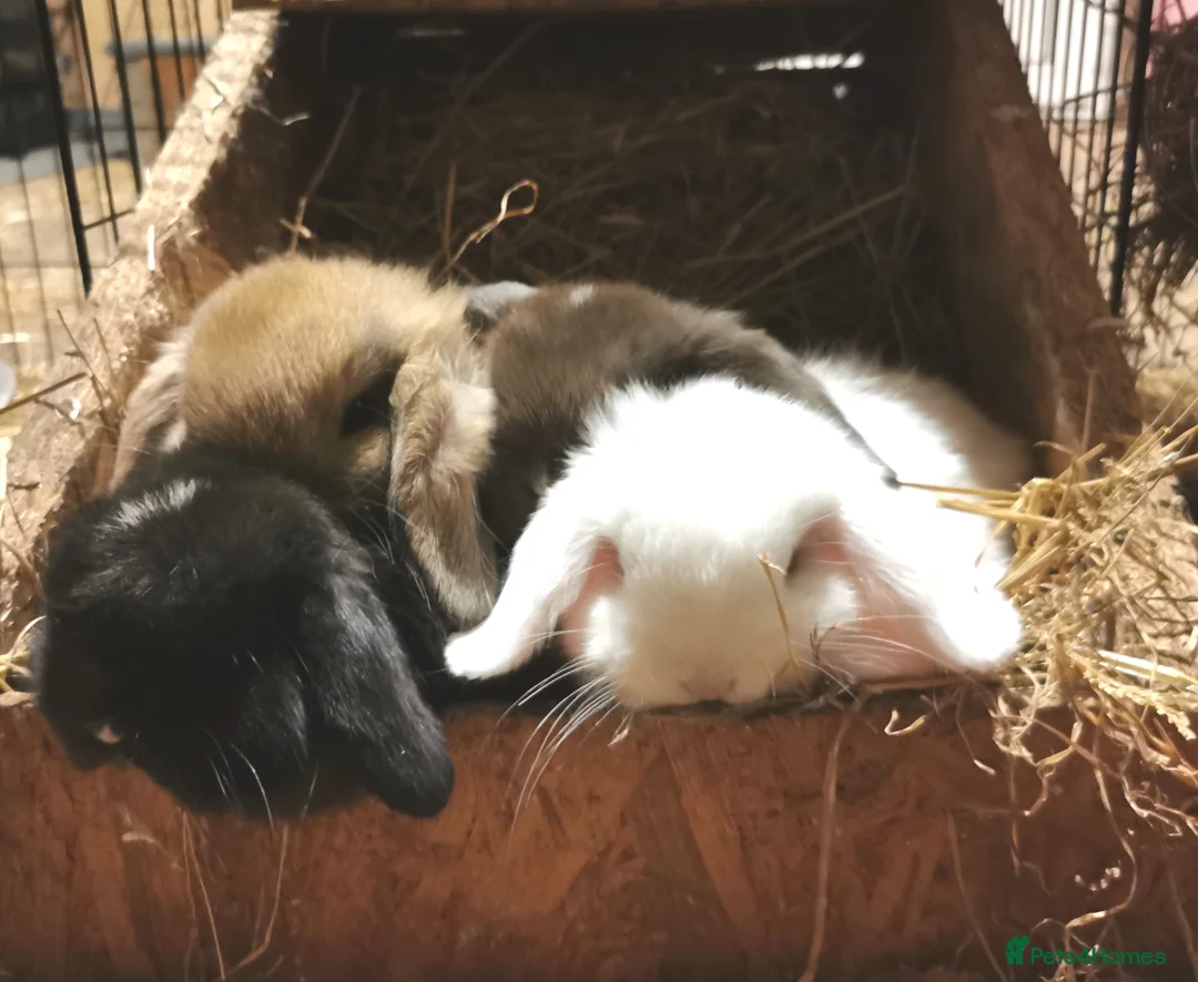 Mini Lop rabbits for sale: Pure breed Mini lop kits. Rabbits 1 male, 1 female - Advert 2