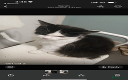 Domestic Shorthair cats for sale: Mixed kitten litter  - Image 2