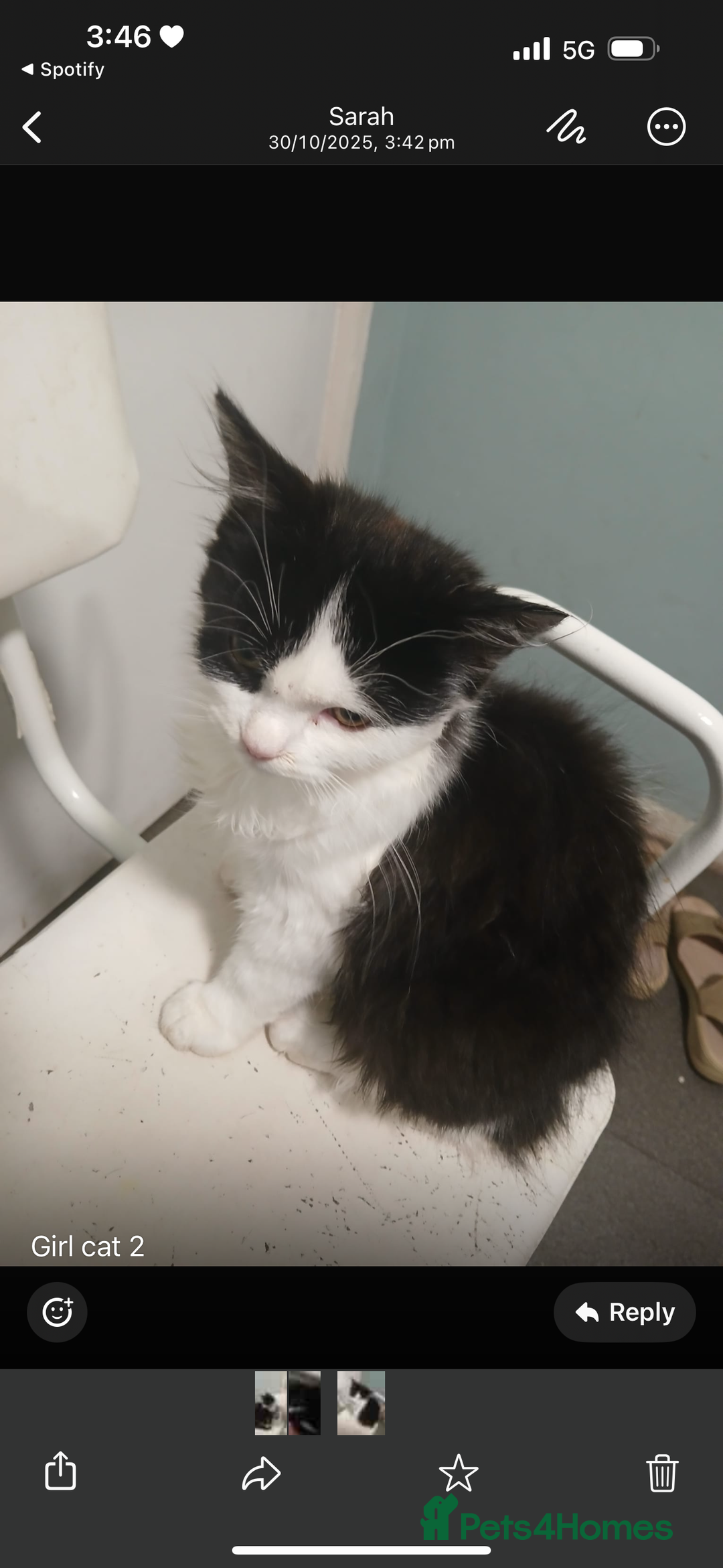 Domestic Shorthair cats for sale: Mixed kitten litter  - Image 2