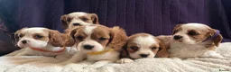 Cavalier King Charles Spaniel dogs for sale: Stunning cavalier King Charles puppies  - Advert 13