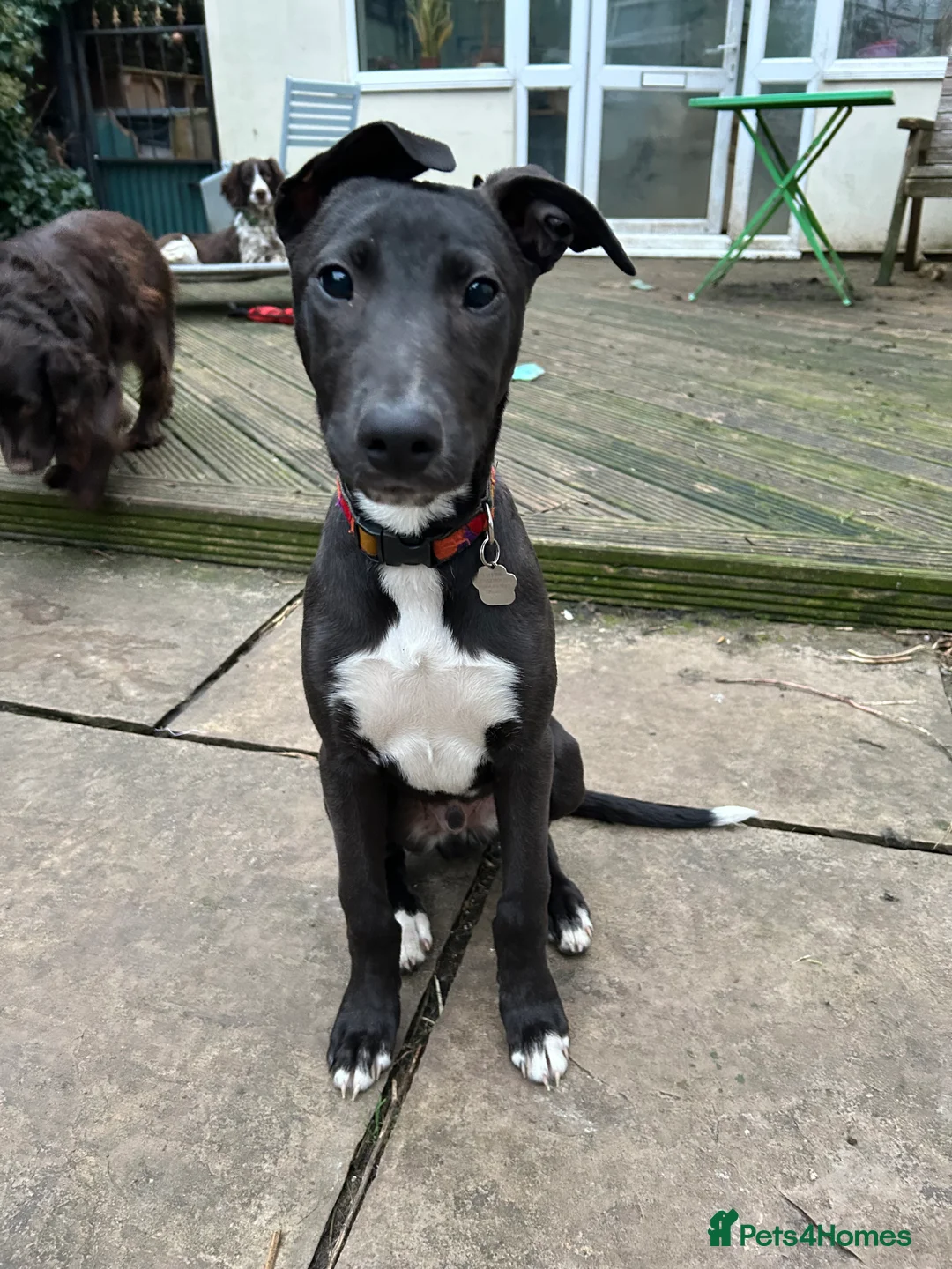 Lurcher dogs for sale: Lurcher pup - Advert 2
