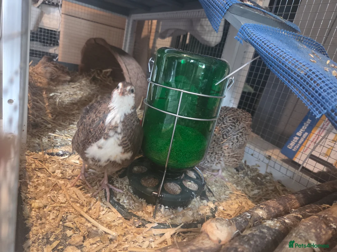 Quail poultry for sale: Male quail in Newcastle upon Tyne - Advert 4