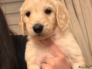 Goldendoodle dogs Beautiful F1b standard Goldendoodle puppies - Advert 1