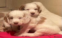 Clumber Spaniel dogs for sale: KC Working Clumber Spaniel - 2 boys available  - Image 1