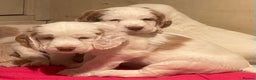 Clumber Spaniel dogs for sale: KC Working Clumber Spaniel - 2 boys available  - Advert 1