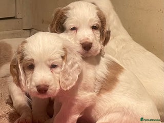 Clumber Spaniel dogs - Advert 1