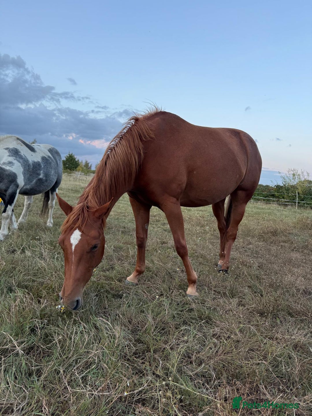 American Quarter horses for sale: 2021 Quarter Horse Mare for Sale - Image 2