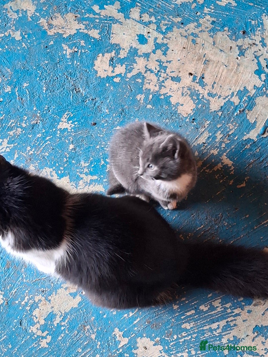 Mixed Breed cats for sale: Grey kittens  - Advert 13