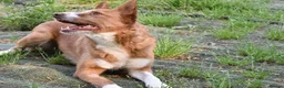 Portuguese Podengo dogs for adoption: Sweet  in Birkenhead - Advert 5
