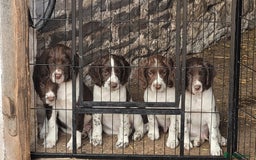 English Springer Spaniel dogs for sale: KC Working English Springer Spaniel puppies  - Image 1