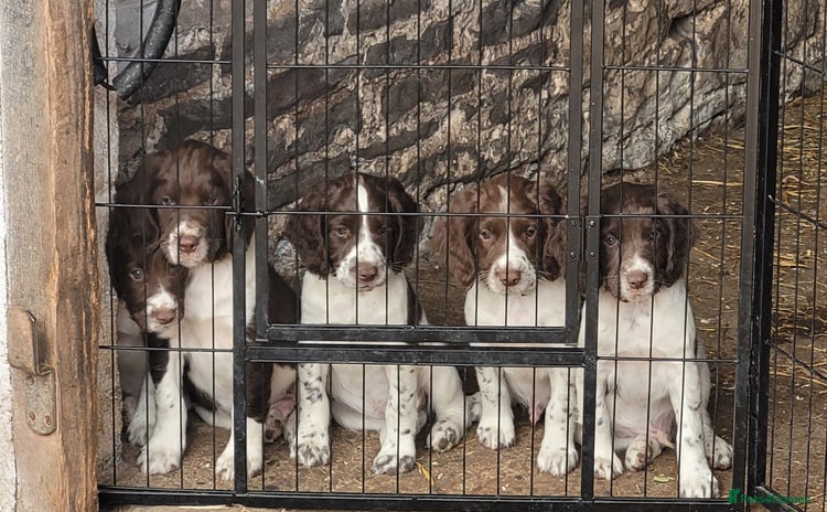 English Springer Spaniel dogs - Advert 12