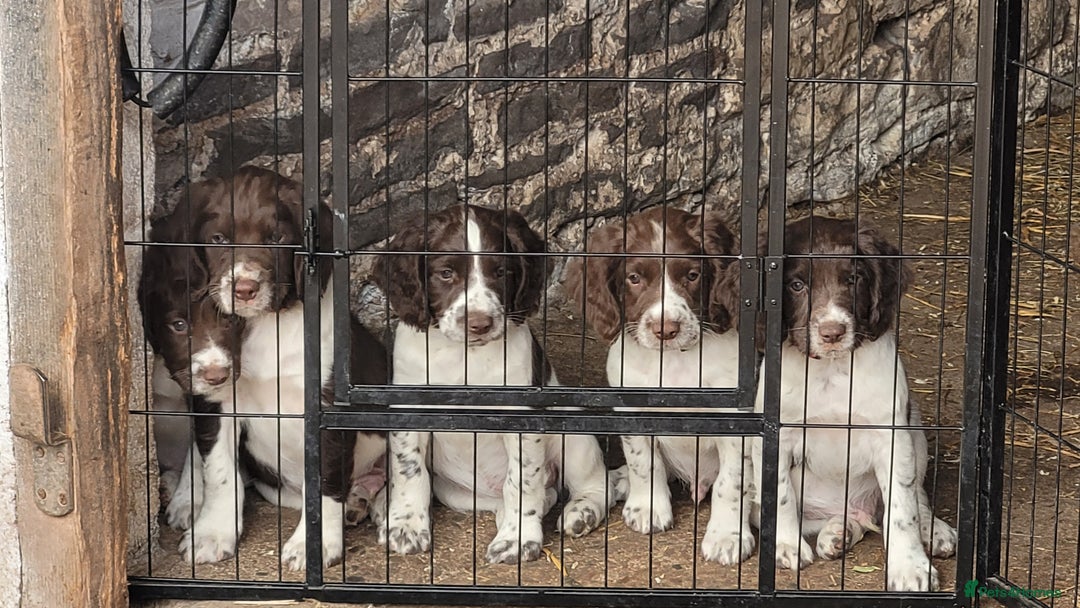 English Springer Spaniel dogs for sale: KC Working English Springer Spaniel puppies  - Image 1