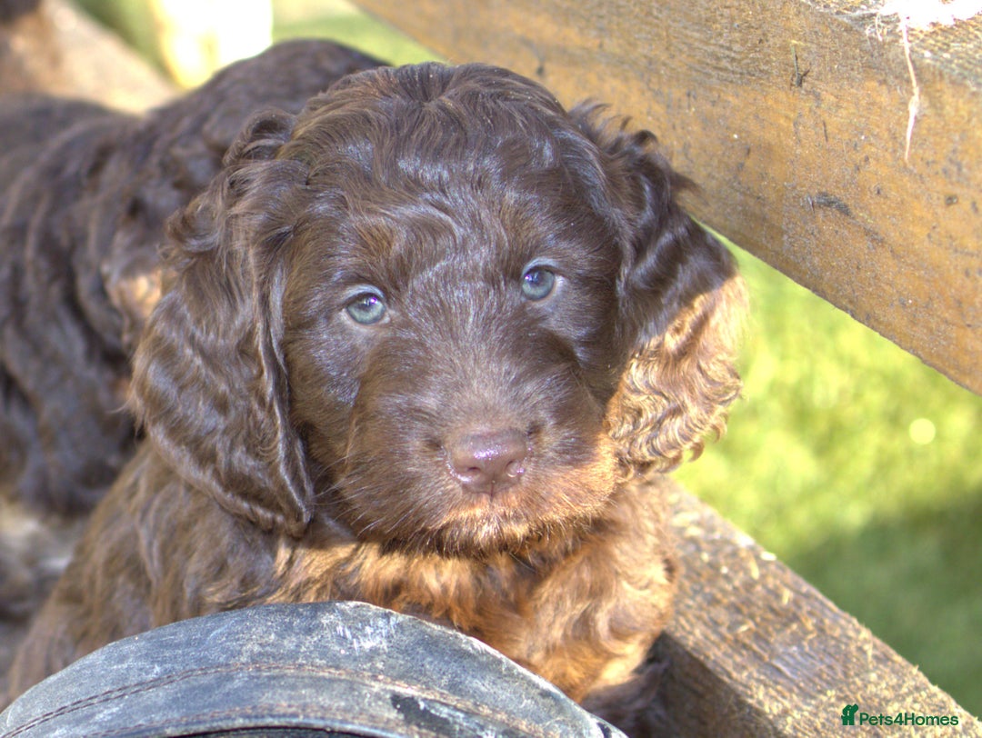 Double Doodle dogs for sale: 🌈Ethically Bred, Scientifically Raised 🌈🌈 - Advert 4