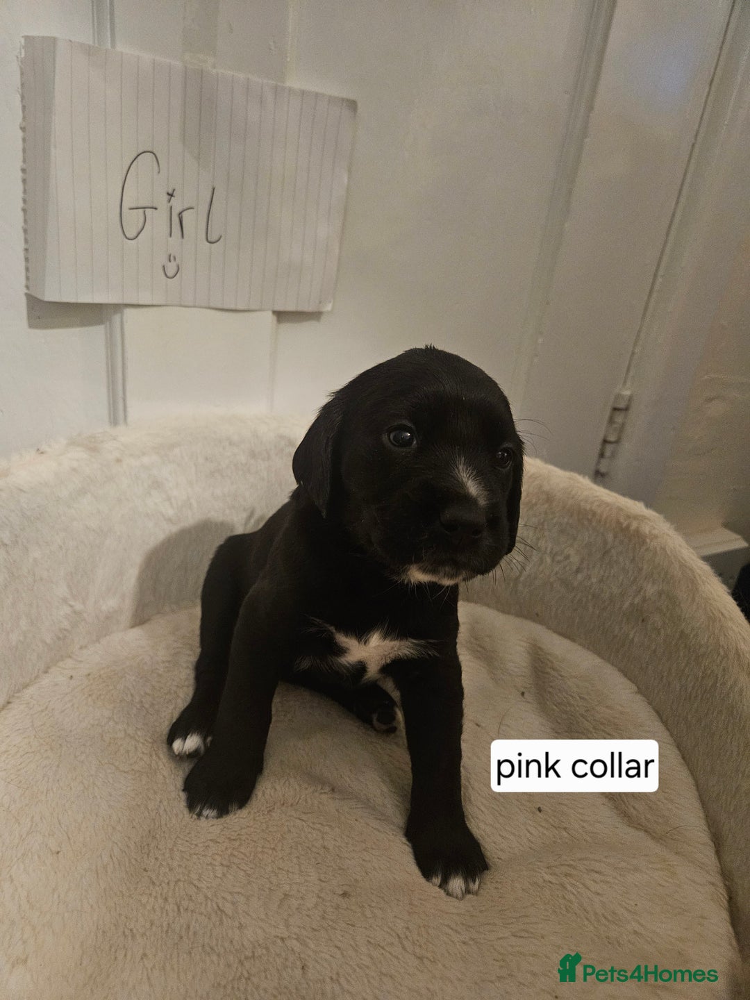Cockerdor dogs for sale: Beautiful cockador pups - Advert 13