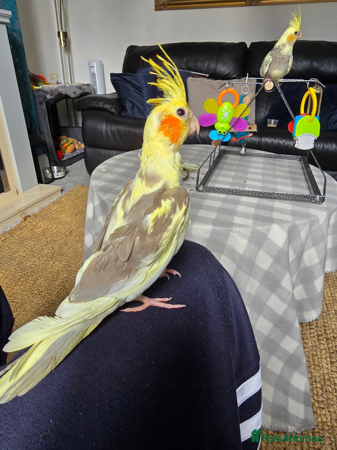 Cockatiels birds for sale: Handreared Cockatiels - Image 3