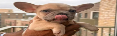 French Bulldog 1