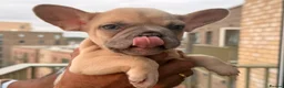 French Bulldog dogs for sale: ‼️FinalPriceDrop‼️Beautiful FrenchBulldog Puppies  - Advert 18