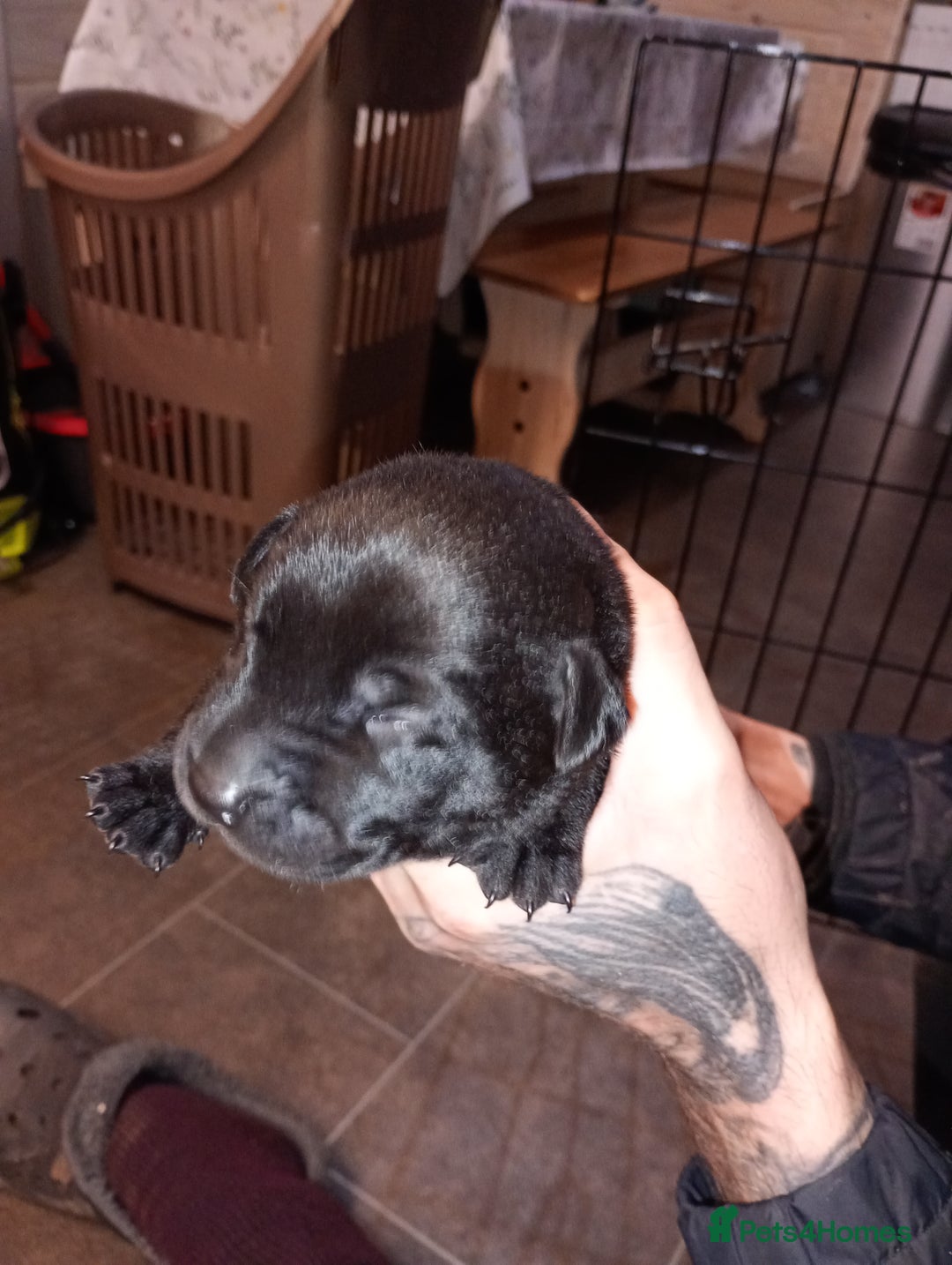 Mixed Breed dogs for sale: 3/4 Labrador 1/4 Shar pei - Advert 4