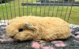 Guinea Pig rodents for sale: Texel,Sheltie,merino,coronet guinea pigs  - Image 8