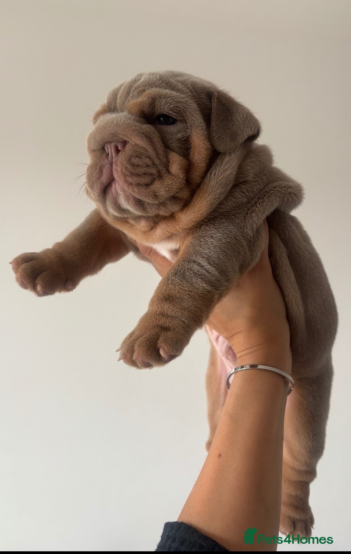 English Bulldog dogs *** QUALITY ENGLISH BULLDOG’s *** - Advert 1