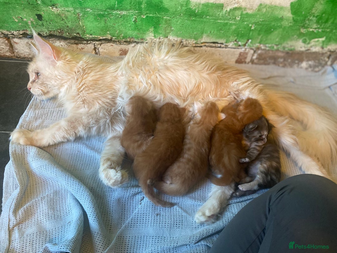 Maine Coon cats for sale: Registered Maine coon kittens  - Image 14