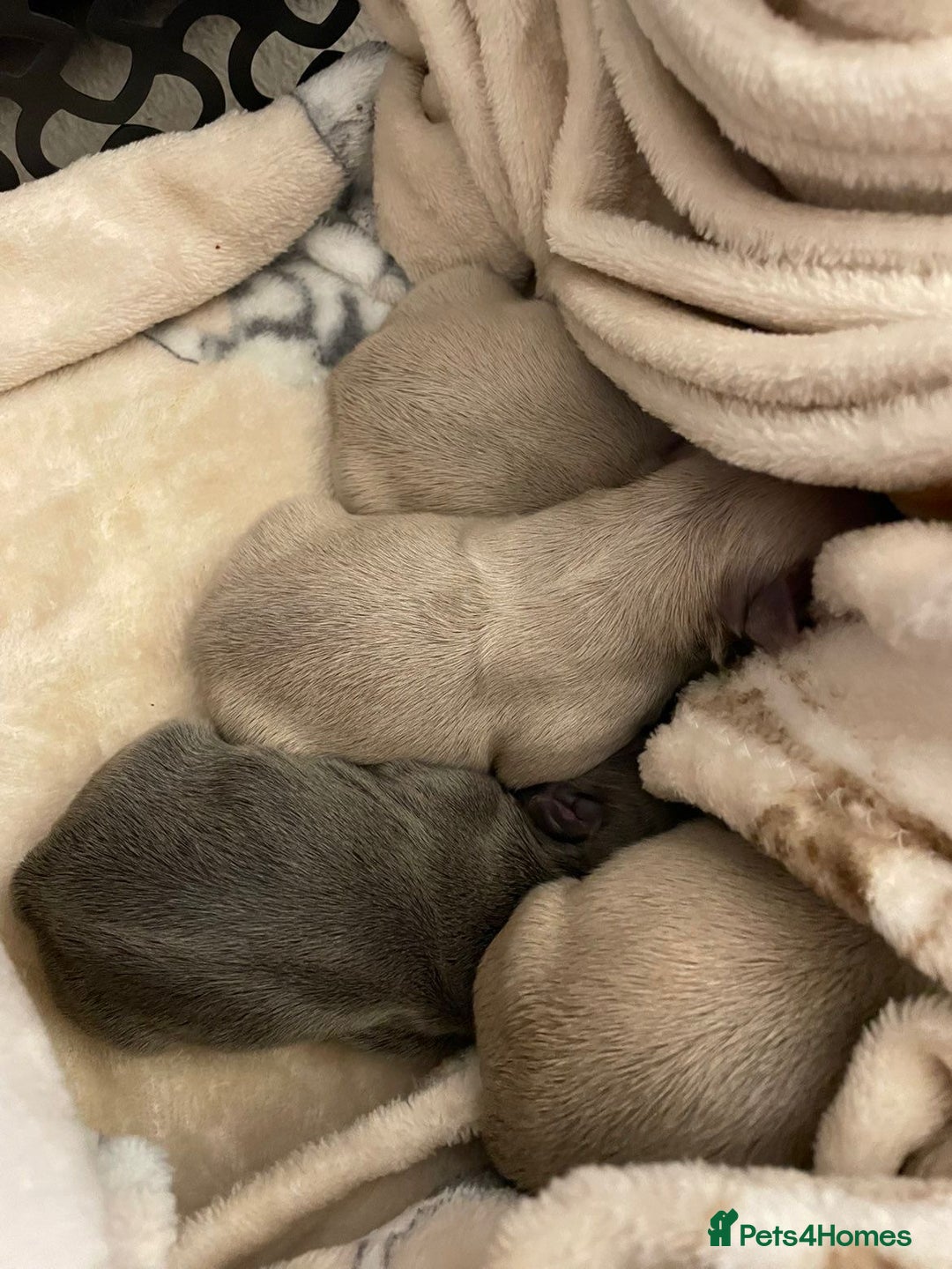 French Bulldog dogs for sale: Full fluffy French bulldogs Pink  - Advert 3