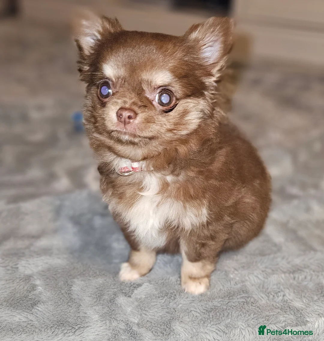Chihuahua dogs for sale: Gorgeous Chocolate Tri Longcoat Chihuahua - Advert 2