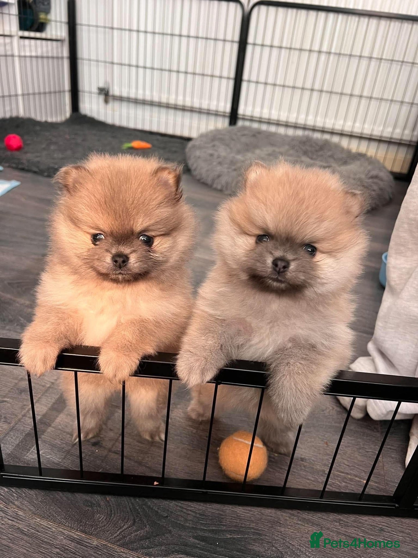 Pomeranian dogs **ELITE KC REG POMERANIAN PUPPIES** - Advert 18