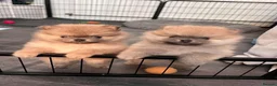 Pomeranian dogs for sale: **ELITE KC REG POMERANIAN PUPPIES** - Advert 1