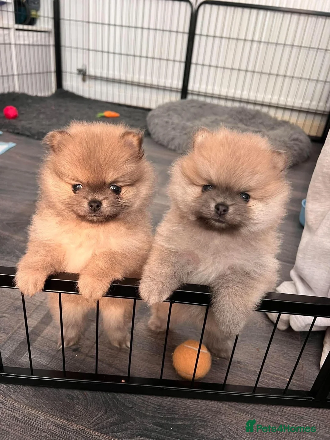 Pomeranian dogs for sale: **ELITE KC REG POMERANIAN PUPPIES** - Advert 1
