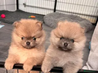 Pomeranian dogs **ELITE KC REG POMERANIAN PUPPIES** - Advert 6