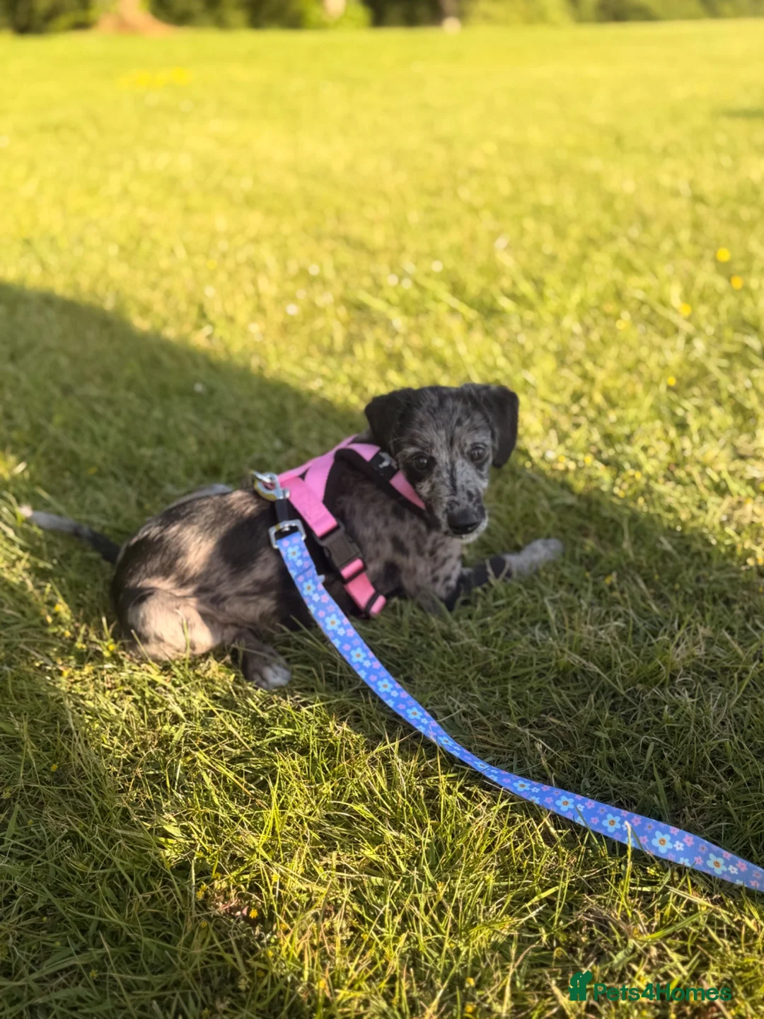 Mixed Breed dogs for sale: Whippet x cockapoo  - Advert 5