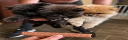 Pomeranian dogs for sale: Ready for Triple the Fluff! Our Pomeranian Trio  - Advert 11