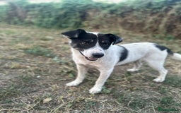 Mixed Breed dogs for adoption: PATROCLE – a Lovely boy for a Loving Home - Image 18