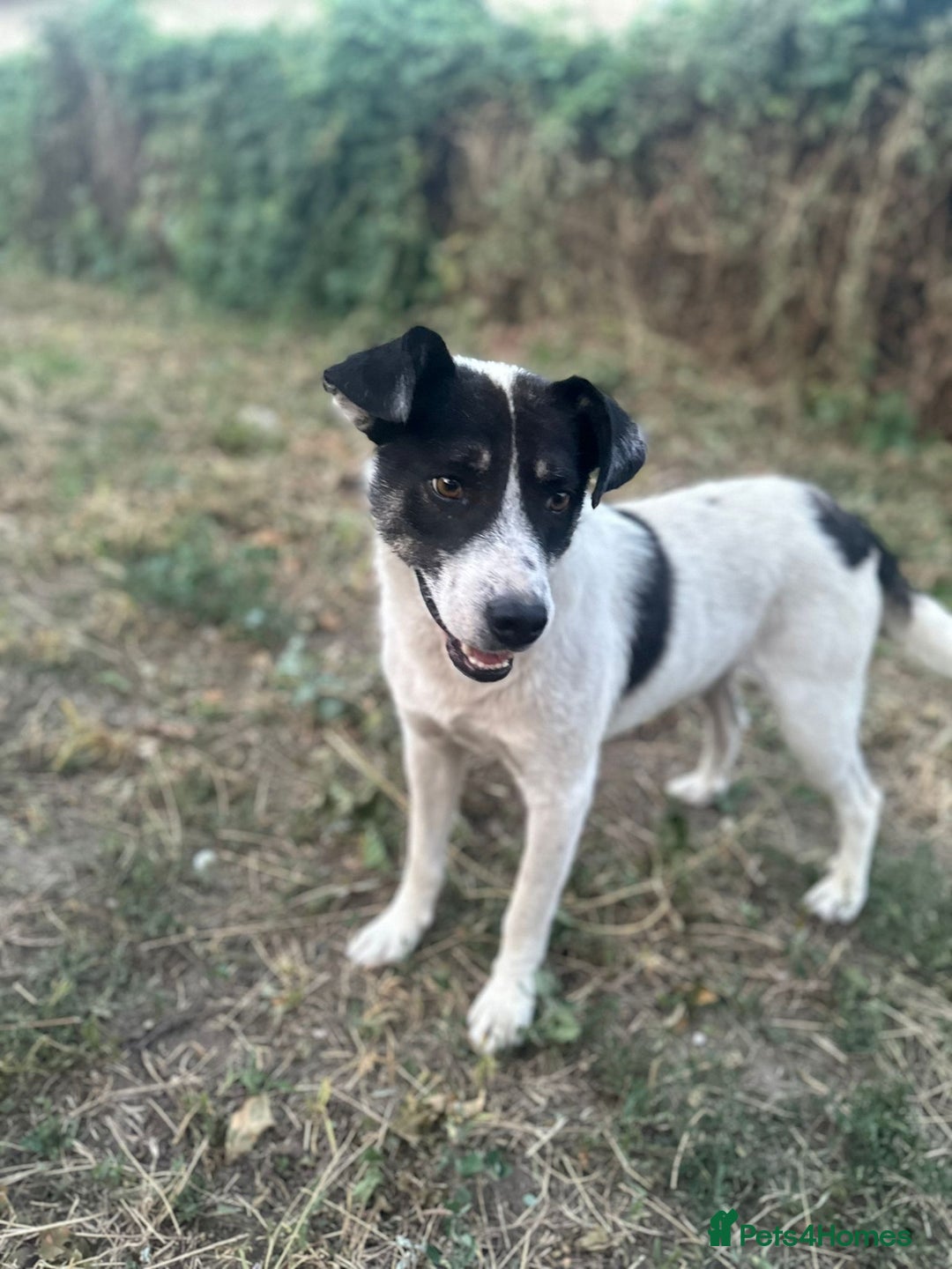 Mixed Breed dogs for adoption: PATROCLE – a Lovely boy for a Loving Home - Image 18