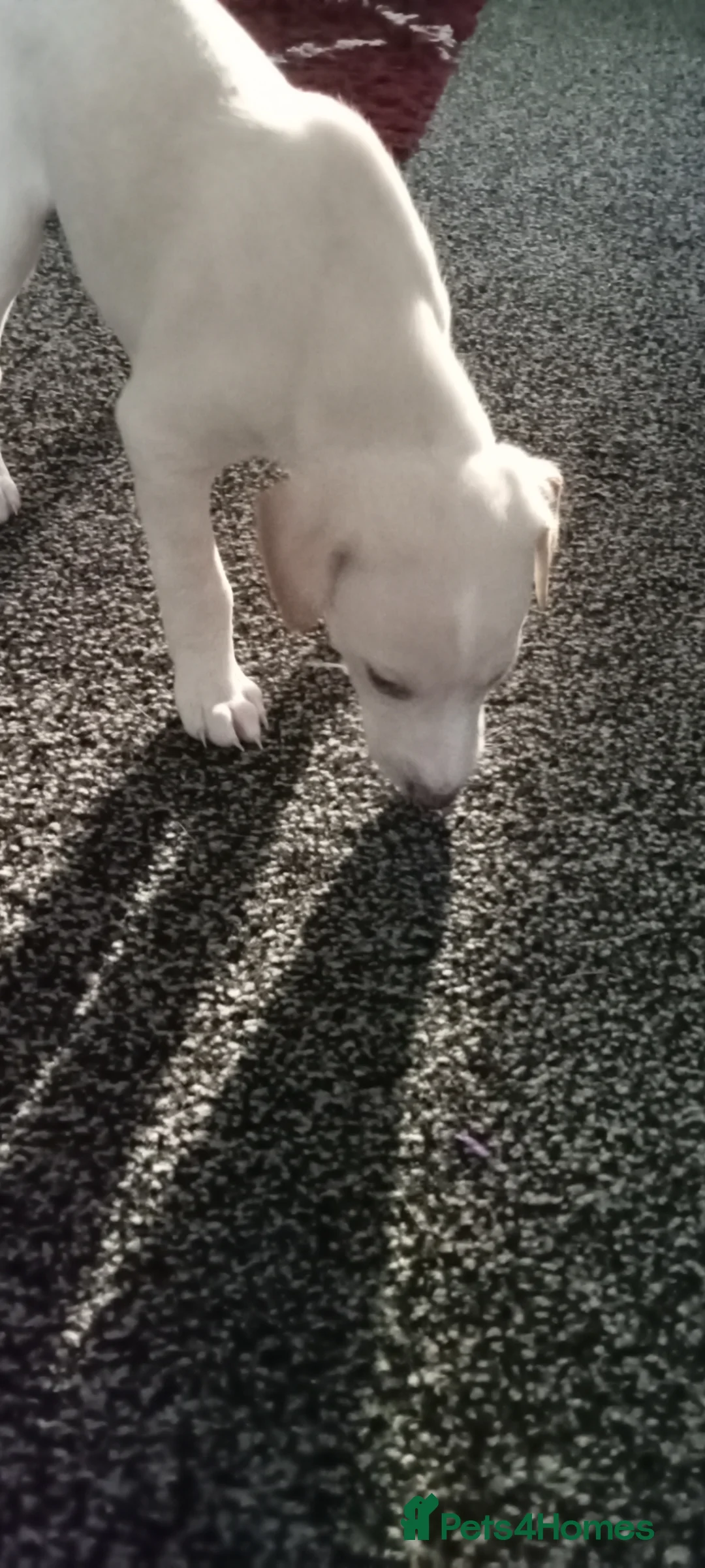 Mixed Breed dogs for sale: Puppy for sale - Advert 1