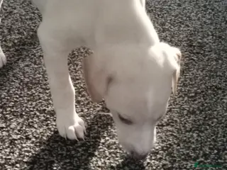 Mixed Breed dogs Puppy for sale - Advert 1