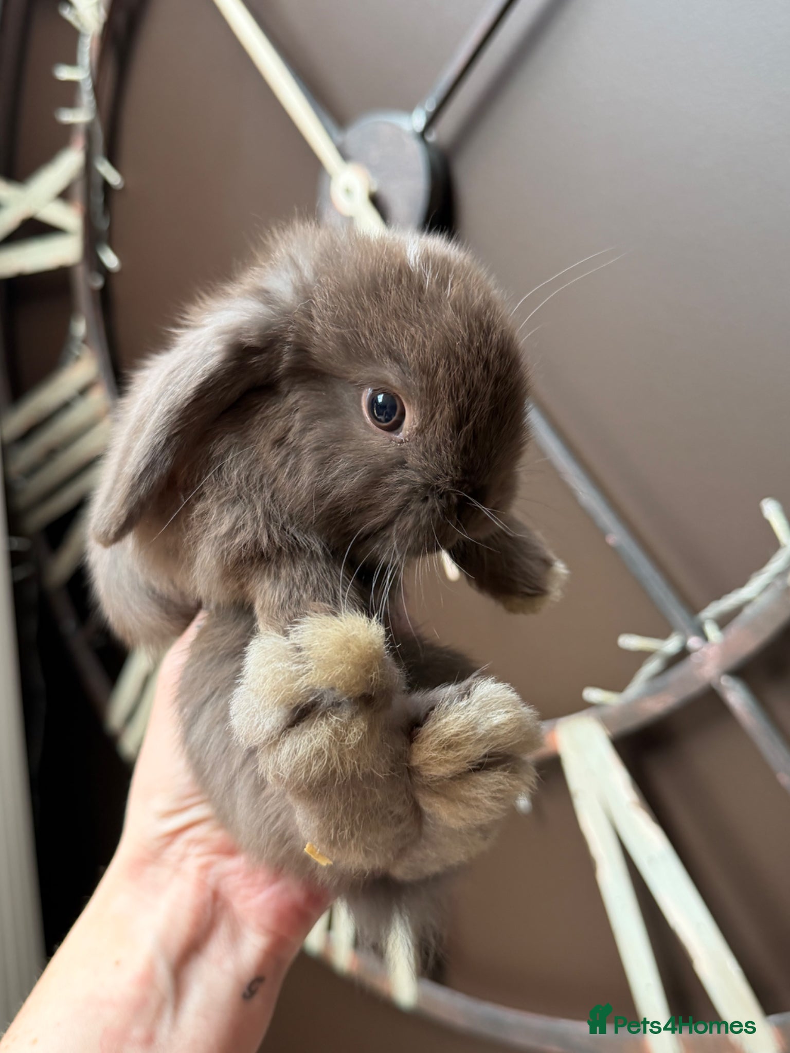Mini Lop rabbits Beautiful mini lop babies  - Advert 15