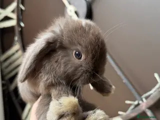 Mini Lop rabbits Beautiful mini lop babies - Advert 2