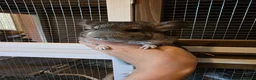 Chinchilla rodents for sale: Cutest baby chinchillas!  - Advert 1