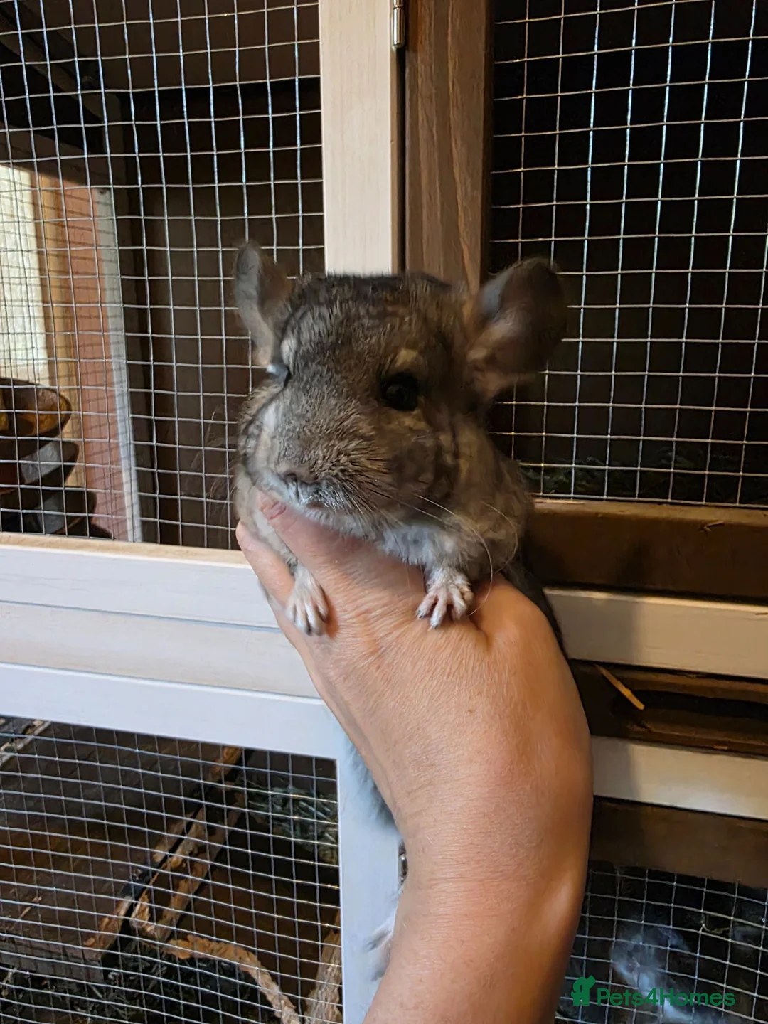 Chinchilla rodents for sale: Cutest baby chinchillas!  - Advert 1
