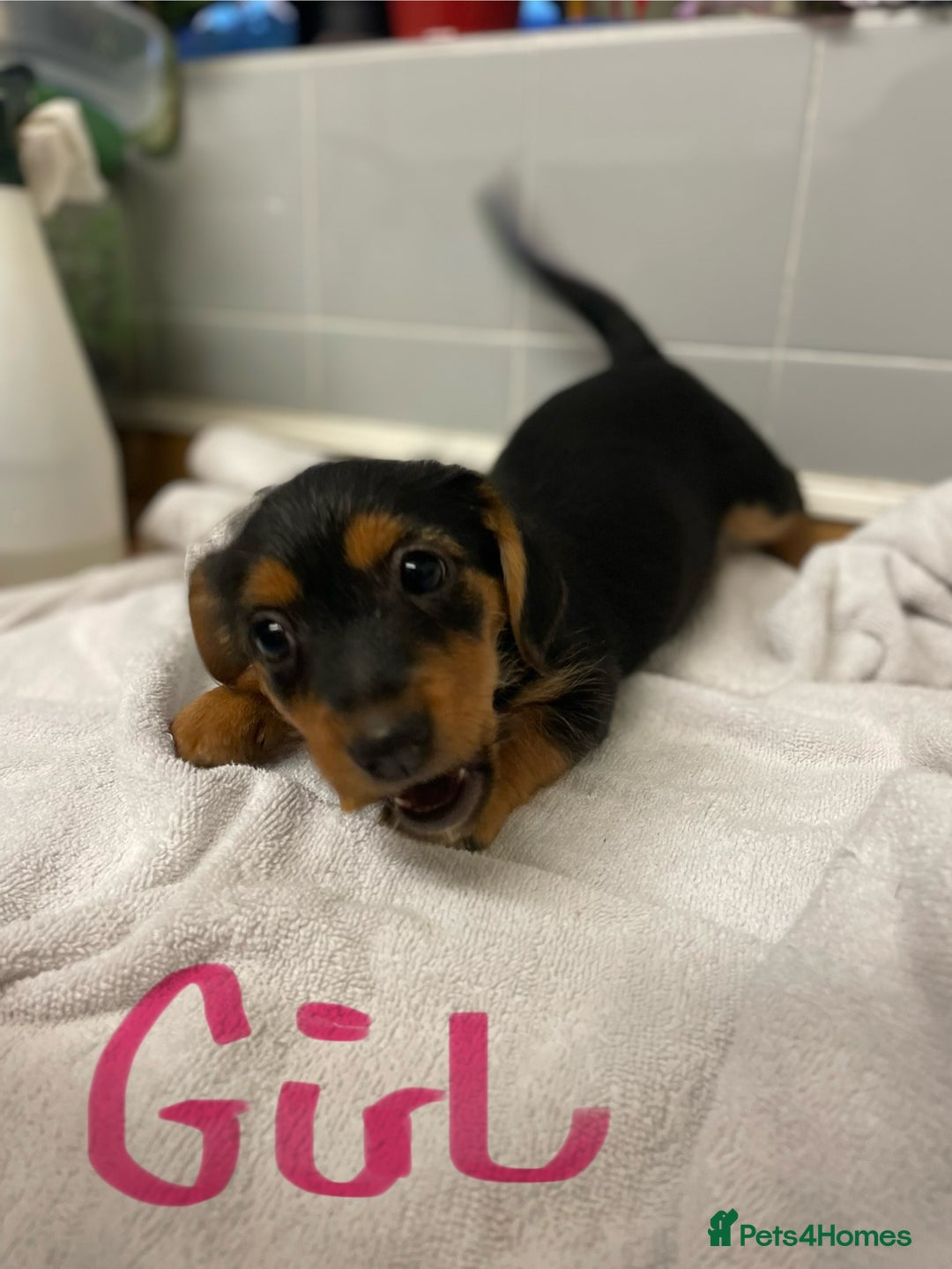Jack Russell dogs for sale: Jack Russell puppies  - Image 6