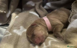 Chow Chow dogs for sale: Rare Chow chow puppies - Image 12