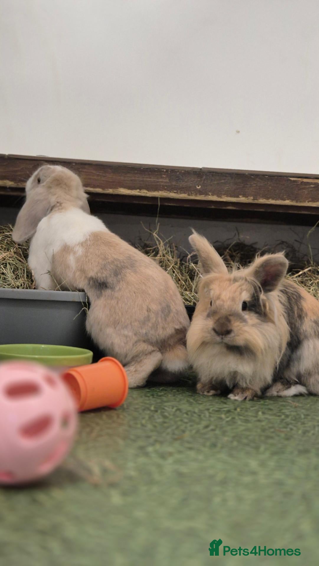Mini Lop rabbits Fluffy and Tookie - Advert 1