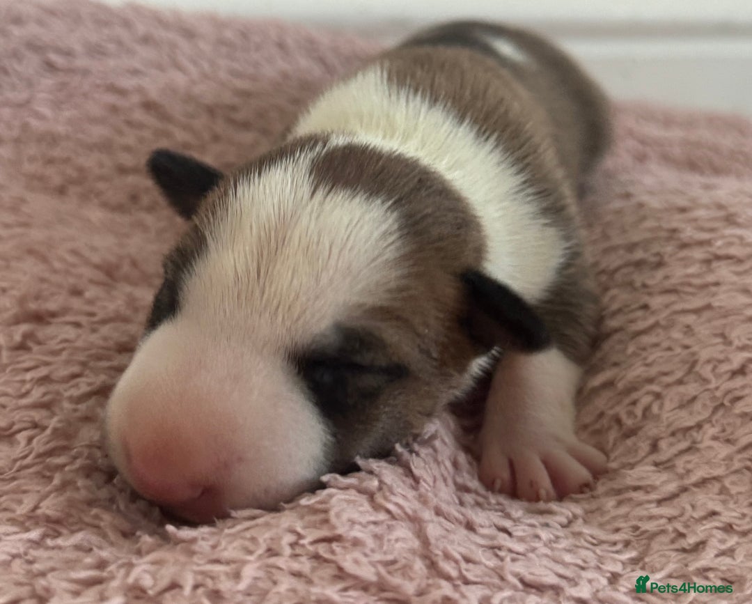 English Bull Terrier dogs for sale: 🏆CH Bloodlines Top Quality English Bull Terriers  - Image 13