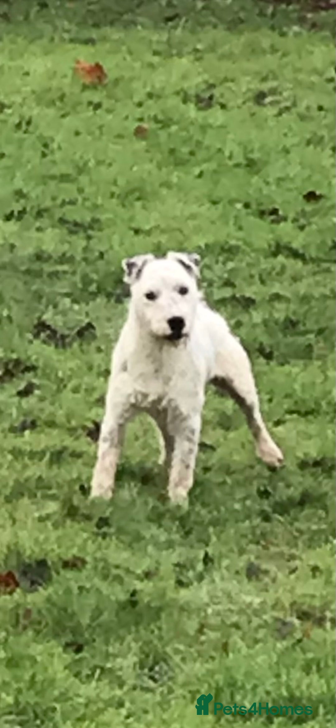 Parson Russell dogs for sale: Parson Russell  - Advert 3