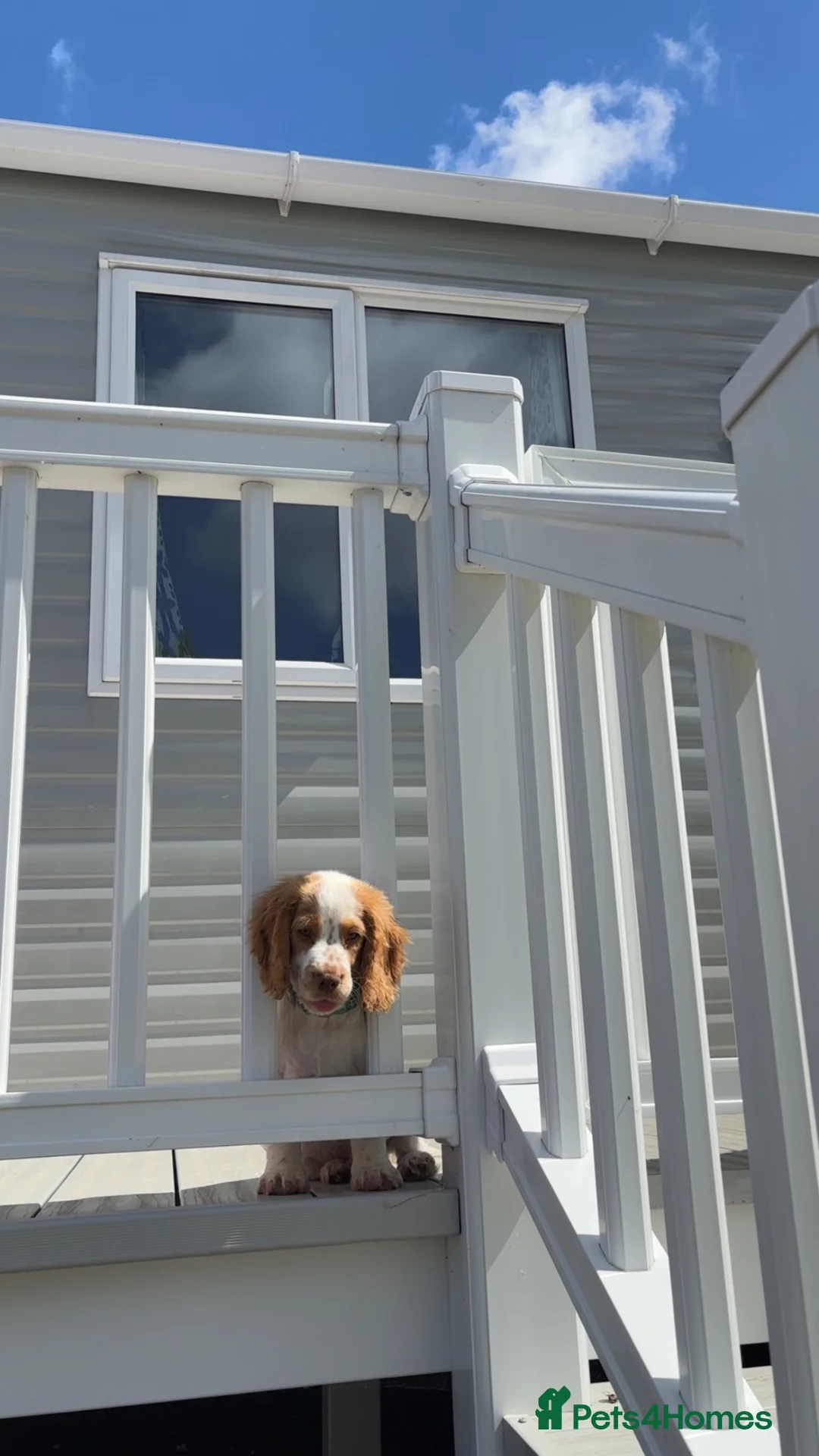 Cocker Spaniel dogs for sale: MALE COCKER SPANIEL  - Advert 5